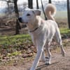 ICE -sucht erfahrenes Zuhause-