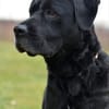 Tolle Labradormixdame Lea sucht Familie