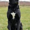 Tolle Labradormixdame Lea sucht Familie