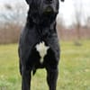 Tolle Labradormixdame Lea sucht Familie