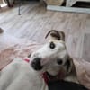 Unser toller Dumbo sucht seine Menschen