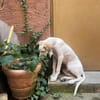 Unser toller Dumbo sucht seine Menschen