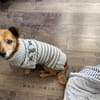 Rudi - kleiner Mann verliert Zuhause
