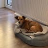 Rudi - kleiner Mann verliert Zuhause