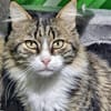 FANNY - liebt kuscheln und schmusen!