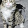 FANNY - liebt kuscheln und schmusen!