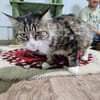 FANNY - liebt kuscheln und schmusen!