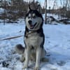 HARLEY- sucht aktive Familie