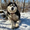 HARLEY- sucht aktive Familie