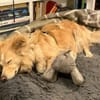 Lieber ♥Pauli♥ wartet in 50674 Köln