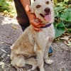Cleo, junge Hündin sucht neue Familie