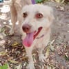 Cleo, junge Hündin sucht neue Familie