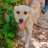 Cleo, junge Hündin sucht neue Familie