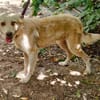 Cleo, junge Hündin sucht neue Familie