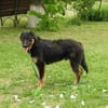Luke, prächtiger Rüde sucht ein Zuhause