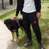 Luke, prächtiger Rüde sucht ein Zuhause