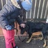 Luke, prächtiger Rüde sucht ein Zuhause