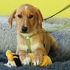 Giyo  junger Hund such sein zu Hause..
