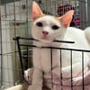 Jascha aus dem Tierschutz