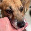 Findus, ein liebes Hundeherz sucht dring