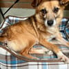 Findus, ein liebes Hundeherz sucht dring