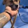 Findus, ein liebes Hundeherz sucht dring