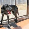 SPINO Nero- hat er als Jagdhund versagt?