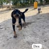 Dex sucht seine Menschen