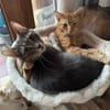 Sahar & Lemon  Kinderliebes Dreamteam