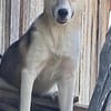 Sansa, hübsches Hundemädchen sucht