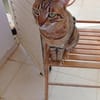 Victor aus dem Tierschutz