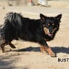 Buster wartet auf sein Zuhause