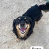 Buster wartet auf sein Zuhause