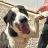 MAX - seine Besitzerin ist verstorben