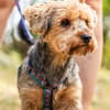 Yoyo, treuer Yorkshireterriermix 5J 5073