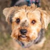 Yoyo, treuer Yorkshireterriermix 5J 5073