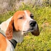 ROMEO  was für ein trauriger Anblick