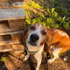 ROMEO  was für ein trauriger Anblick