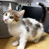 Arold [Chaton]