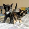 MIETTE ET MIKADO