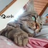 QUENTIN