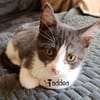 TADDEO