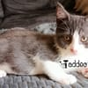TADDEO