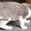 TADDEO