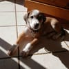 Socks, femelle croisée berger, née le 20/06/2025🐶