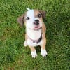 Socks, femelle croisée berger, née le 20/06/2025🐶
