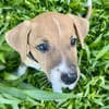 Osaka, femelle croisée berger , née le 20/06/2025🐶