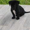 Ayal, mâle croisé berger, né le 01/07/2025 🐶