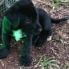 Ayal, mâle croisé berger, né le 01/07/2025 🐶