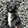 Ayal, mâle croisé berger, né le 01/07/2025 🐶